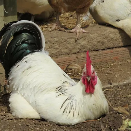בית נופש Farm Holidays Silvercoast